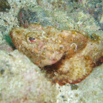 サツマカサゴ（ゾーsan）