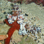 04.10.31 １００dive in 柏島 014