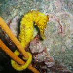 04.11.1４　柏島 001