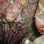 04.11.1４　柏島 061