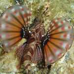 04.11.1４　柏島 057