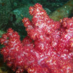 04.11.1４　柏島 022