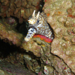 04.11.1４　柏島 069