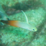 ハタタテハゼ・チビ