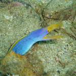 ハナヒゲウツボ