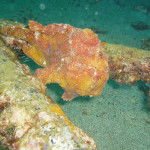 04.11.1４　柏島 010