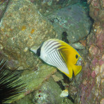 04.11.1４　柏島 066