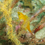 オキゴンベの赤ちゃん