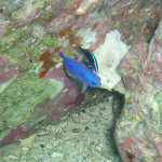 04.11.1４　柏島 062