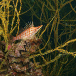 04.11.1４　柏島 044